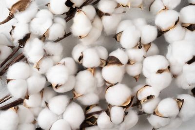 Cotton Falls Back on Tuesday
