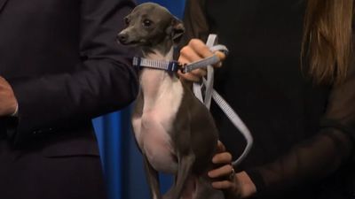 Seth Meyers' Dog Frisbee Died. While Kenan Thompson, Rachel Dratch And More Sent Condolences, Others Jokingly Called Out Andy Samberg's Feud With Her