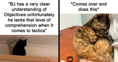 50 Posts And Memes You Probably Will Love As Much As Cats Love Catnip