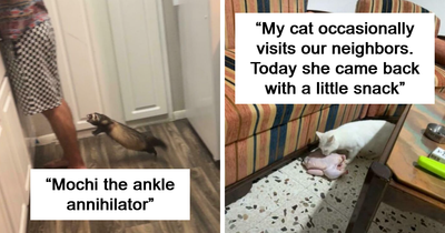 50 Times Owners Turned Their Backs For 5 Seconds And Their Pets Wreaked Complete Havoc