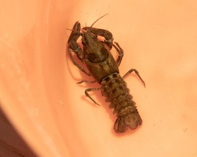 Country diary: A hopeful hunt for a covert crustacean