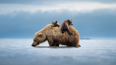 More than 200 leading photographersoffer images of hope to support global conservation