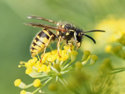 UK wasp numbers soar after unusually warm and dry spring