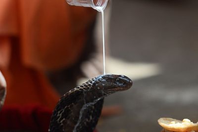 Snake species found capable of injecting venom even after death – with no loss of potency