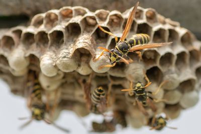 Why wasp numbers are booming in the UK – and why it’s actually a good thing