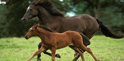 Four key health risks for racehorses – and how they can be minimised