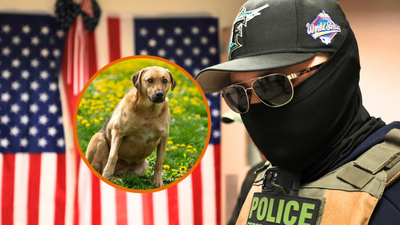 ‘Monsters’: ICE goons snatch teen, set dog loose in traffic, cackle about ‘drinking money’ bounty