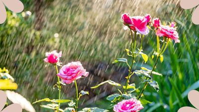 How often should you water a rose bush? Professional gardener shares advice for meeting your rose watering needs