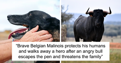 Hero Dog Jumps In Front Of Angry Bull During Family Walk, Loses A Tooth But Saves His People