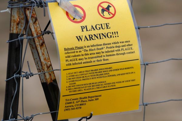 California resident tests positive for plague after camping near Lake Tahoe