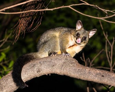 When a sick possum showed up in my garden my heart overtook my head. Is it ever OK to feed urban wildlife?