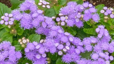 How to grow flossflower – for a tough but pretty flowering plant that will ward off mosquitoes during summer