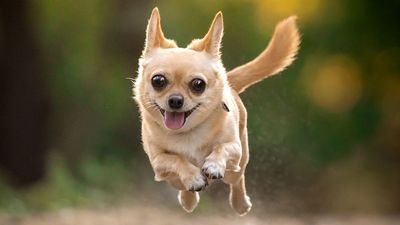 10 smallest dog breeds in the world