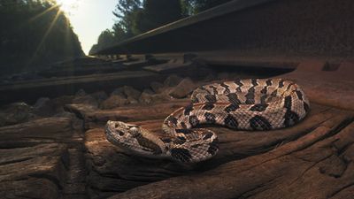 Hiker picks up venomous snake, dies after bite triggers rare allergic reaction, authorities say