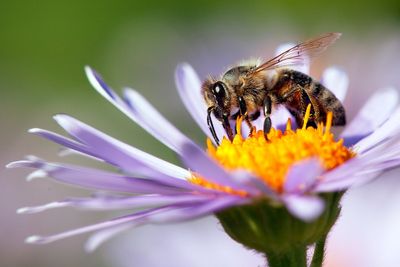 Scientists invent ‘superfood’ they hope will save honeybees and boost global food security
