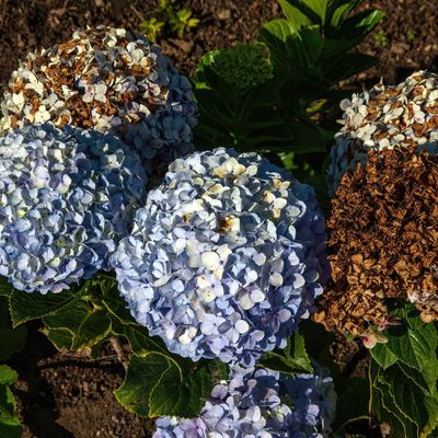 I've seen more hydrangeas turning brown than ever this year – here's why, and how to revive your shrubs