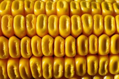 Corn Holds Gains into the Wednesday Close