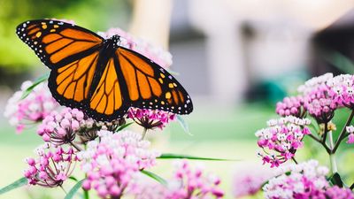 You can harvest milkweed seeds in late summer to grow your butterfly-friendly plant collection for free – when and how to collect this bounty
