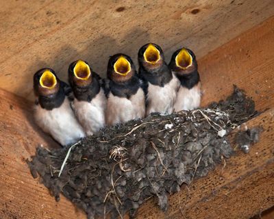 Autumn is approaching – but some birds will attempt a high-risk third brood