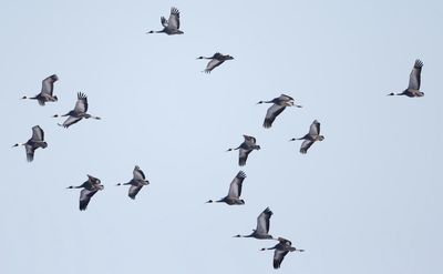 ‘Landmines have become the greatest protectors’: how wildlife is thriving in the Korean DMZ