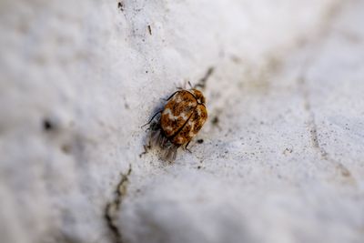 The Plague Is Back: Bubonic Plague Detected In Tahoe - Symptoms, Cause and What Officials Confirmed So Far