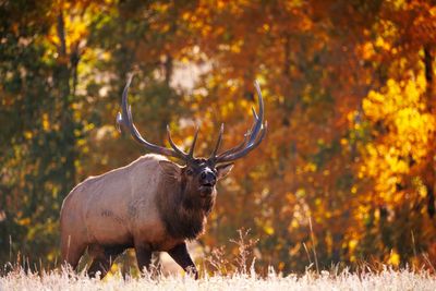The world's largest animal crossing is built in Colorado ...Tech & Science Daily podcast