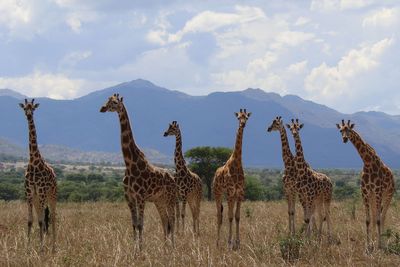 Major new assessment recognises four separate giraffe species for the first time