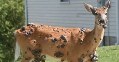 “Mutant Deer” Spotted With Eerie Flesh Bubbles Increases Fear Of An Animal Outbreak In The US