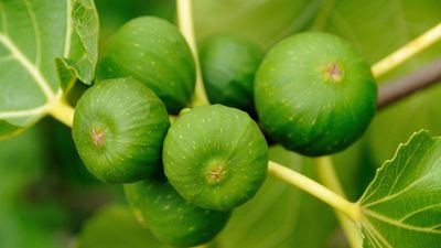 Trust me, this hack to protect your figs from squirrels and birds might sound crazy, but it works – all you need is tinfoil