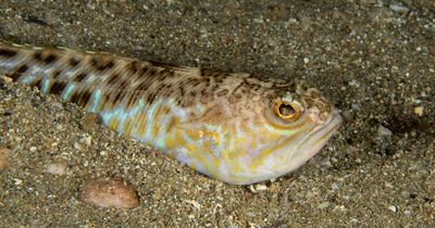 Warning issued as UK's only venomous fish spotted on Scottish beach