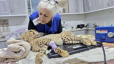 Cheetah cubs destined for the illegal trade in exotic wildlife rescued in Somaliland