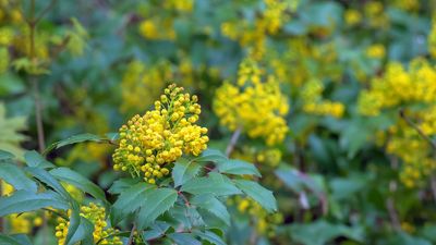 Evergreen shade plants can instantly illuminate dark corners of a yard – 5 expert recommendations for hard-working shrubs