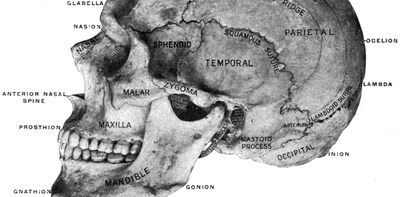 How the racist study of skulls gripped Victorian Britain’s scientists