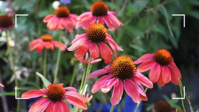 Should you deadhead echinacea? Garden experts share their advice on whether to chop or not