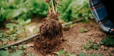 Managing soil fertilization levels can make for more efficient and productive crops
