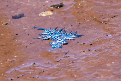 Spain Closes Beach After 'Most Beautiful Killers in the Ocean' Invade — Stings Can Trigger Severe Nausea, Vomitting