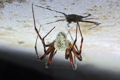 Fungus-encrusted zombie spiders are now being found in America and freaking out homeowners