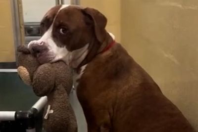 Elderly shelter dog’s bid to find a forever home