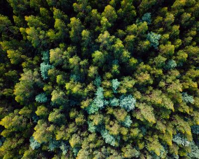 Victoria’s mountain ash forests could lose a quarter of giant trees as temperatures rise