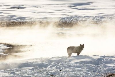 Man accused of taking wolf to bar before killing it faces two years in prison