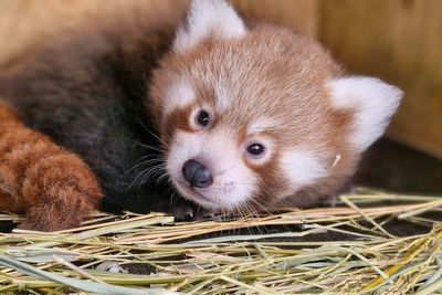 Public asked to help name endangered red panda cub born at zoo