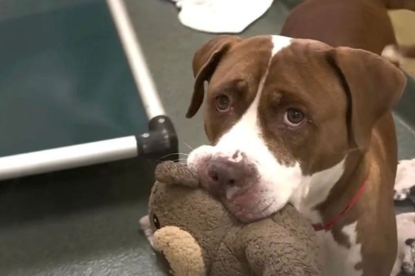 Elderly shelter dog who went viral in heartbreaking…