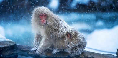 Our primate ancestors evolved in the cold – not the tropics