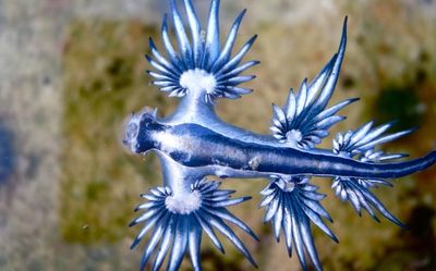 Tourists are banned from beaches along Spain’s Costa Blanca over swarms of killer ‘blue dragons’