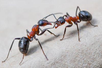 Ant smuggling into the US is out of control since Trump’s cuts – and it could have dire impacts on the country
