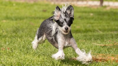 What Chinese Crested dogs lack in hair they make up for in personality