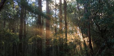 Climate change is driving a silent, sinister change in Australia’s mountain ash forests