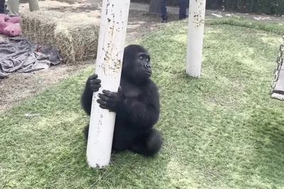 Baby gorilla rescued from plane cargo recuperates in Istanbul ahead of return home to Nigeria