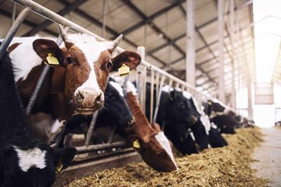 Cattle Traders Square Up Ahead of Friday’s Report, Closing Mixed