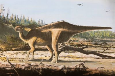 Scientists discover new dinosaur species with ‘eye-catching sail used for mating’